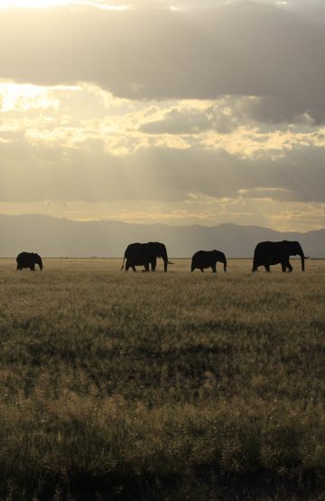 I Kenya venter både flotte naturlandskap og dyreopplevelser. Foto: Magical Kenya 