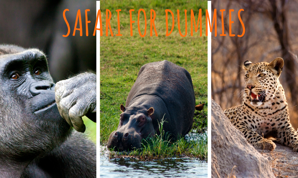 I den store safariguiden «Safari for dummies» tipser vi blant annet om hvor du finner dyrene og hva du bør se etter. Foto: iStock, Ronny Frimann