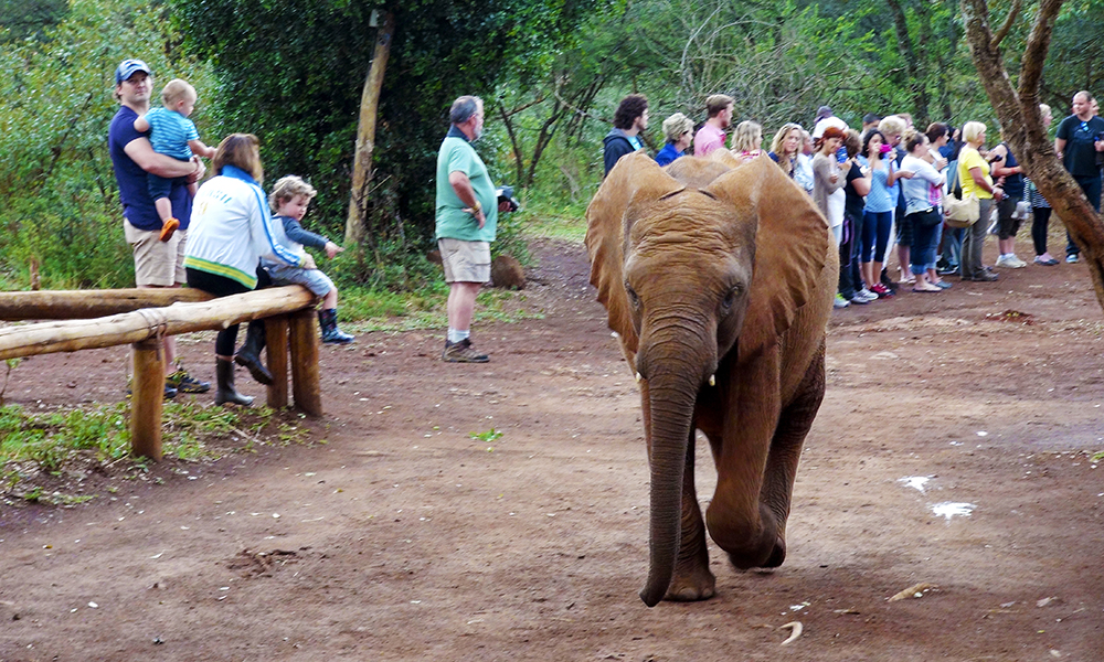 Elefantungene er skikkelige røvere: De velter seg i gjørmebad og lekesloss. Foto: Torild Moland