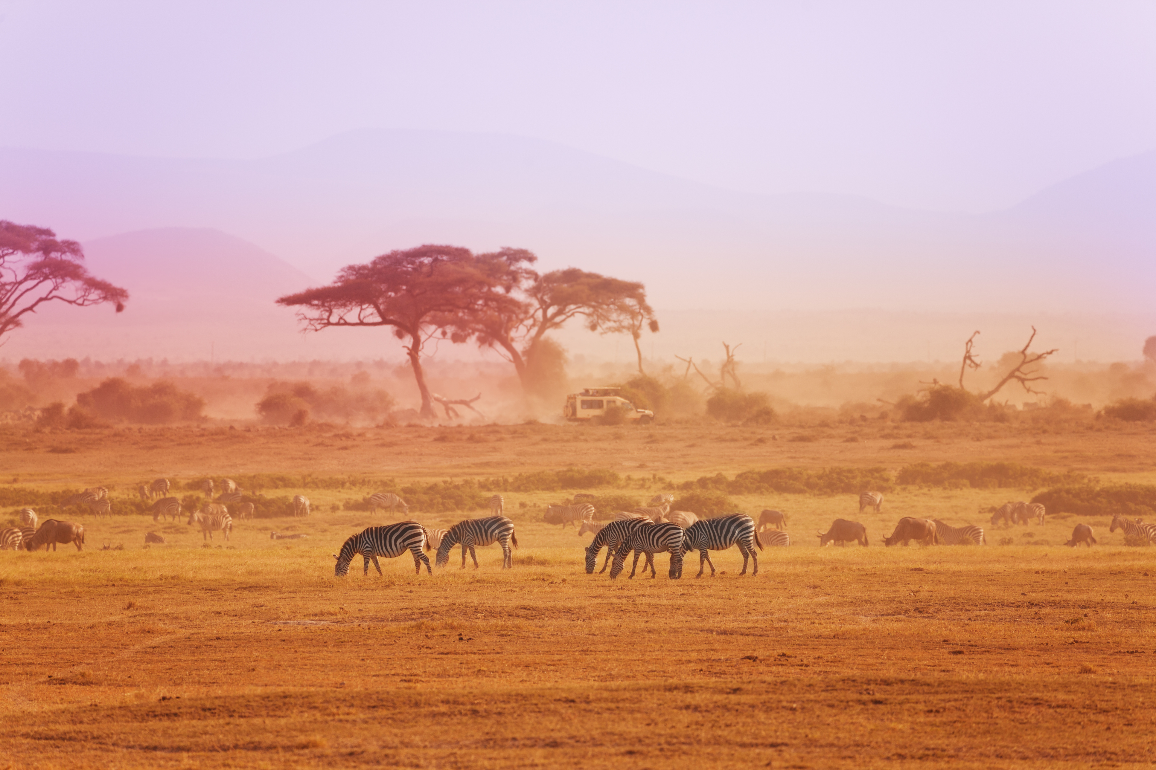 Kenya er et av verdens mest kjente, og beste, safariland. Her venter storslagne opplevelser både i Amboseli og Tsavo nasjonalparker. 