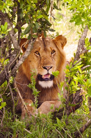 Løveland: Biologene estimerer at det er rundt 120 løver i de tre konservatene hvor Porini opererer. Foto: Ronny Frimann