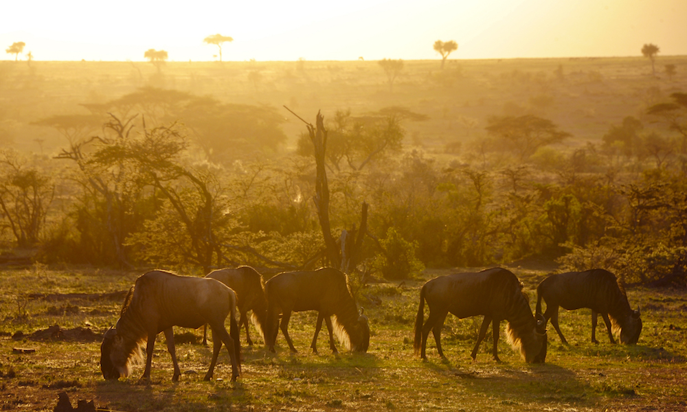Morgenstemning: Dyretettheten i de private konservatene nord for Masai Mara er langt høyere enn i selve nasjonalparken. Foto: Ronny Frimann