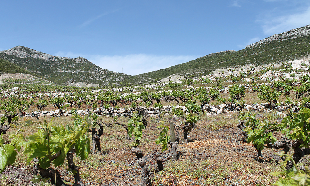 I Pelješac er store områder dominert av vinranker. Her produseres nemlig noen av Kroatias beste viner. Foto: Ida Anett Danielsen 