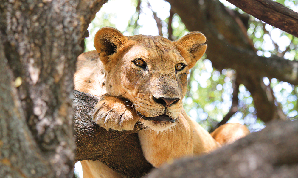 Etter at vi har besteget toppen av Afrika er det tid for safari og spennende dyremøter. Foto: Runar Larsen 