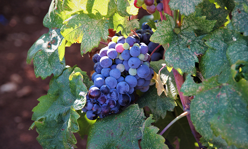 Vinrankene langs veien var tunge av druer. Foto: Kari Wallem Bøe