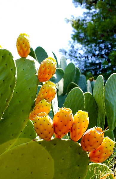 Det kryr av kaktusfiken på Sicilia. Og etter at både skall og pigger er fjernet, smaker de veldig godt også. Foto: Ida Anett Danielsen 