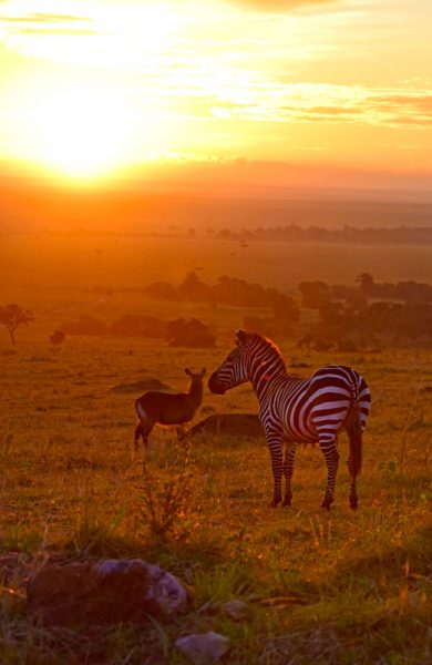 Det er tidlig om morgenen dyrene er mest aktive, så det lønner seg å stå opp tidlig og dra på safari. Foto: Mari Bareksten 