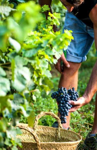 Siden åpningen i 2004 har Binifadet vokst til å bli Menorcas støste vinprodusent. De produserer hele 100.000 flasker i året. Foto: Mari Bareksten