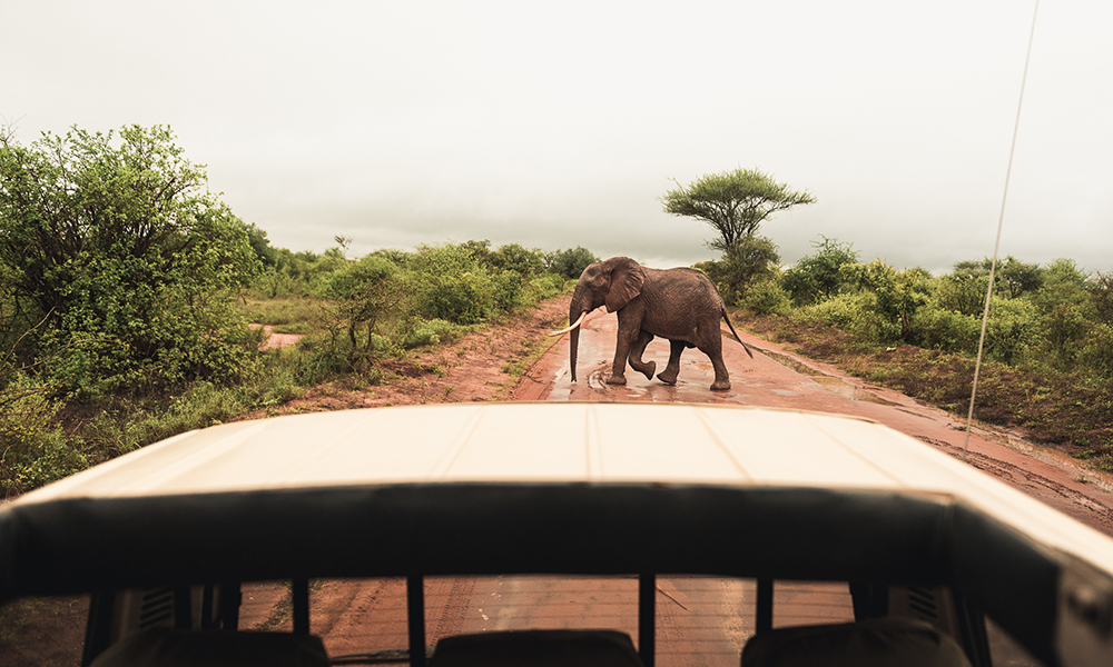 01 - Tsavo West, utsjekk og elefant