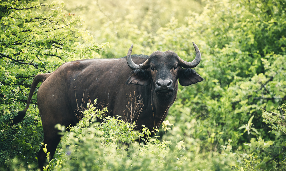 02 - Tsavo West, bøffel
