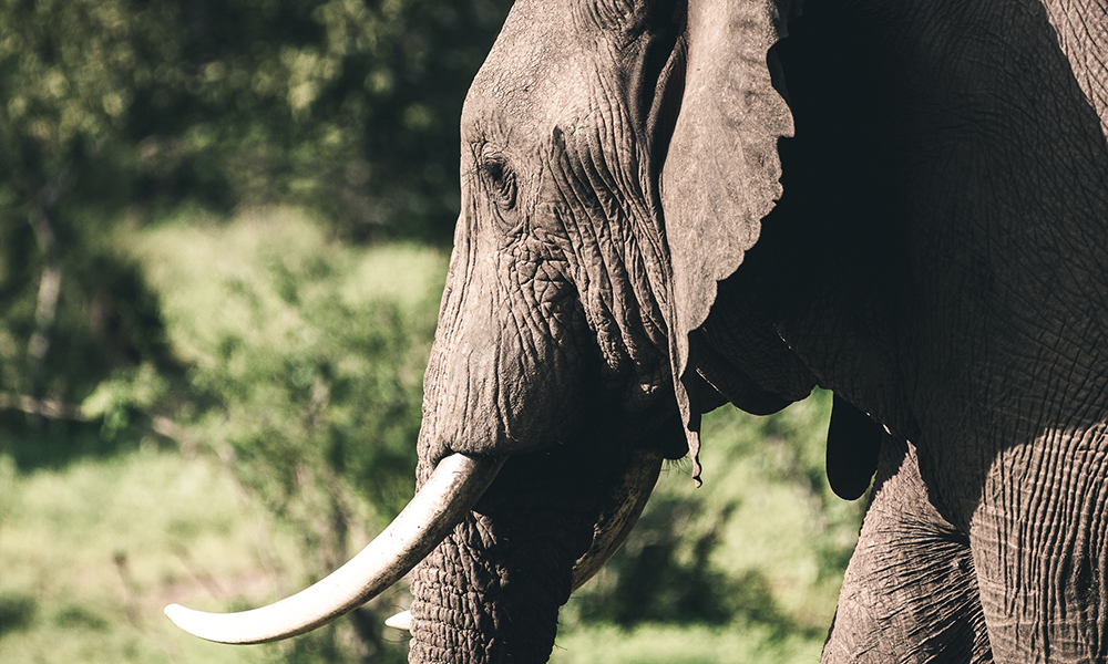Majestetiske elefanter. Foto: Stian Klo 