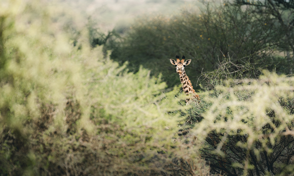 Vårt første møte med dyrelivet i Amboseli. Foto: Stian Klo 