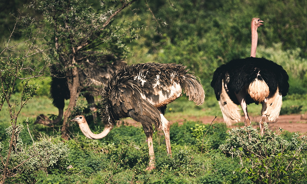 07 - Tsavo West, struts