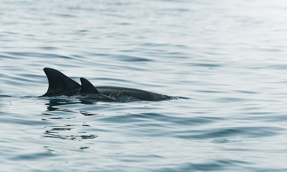 Delfiner i sikte! Foto: Stian Klo 