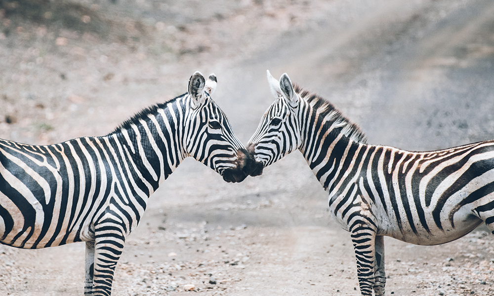 Sebraer i Tsavo West. Foto: Stian Klo 