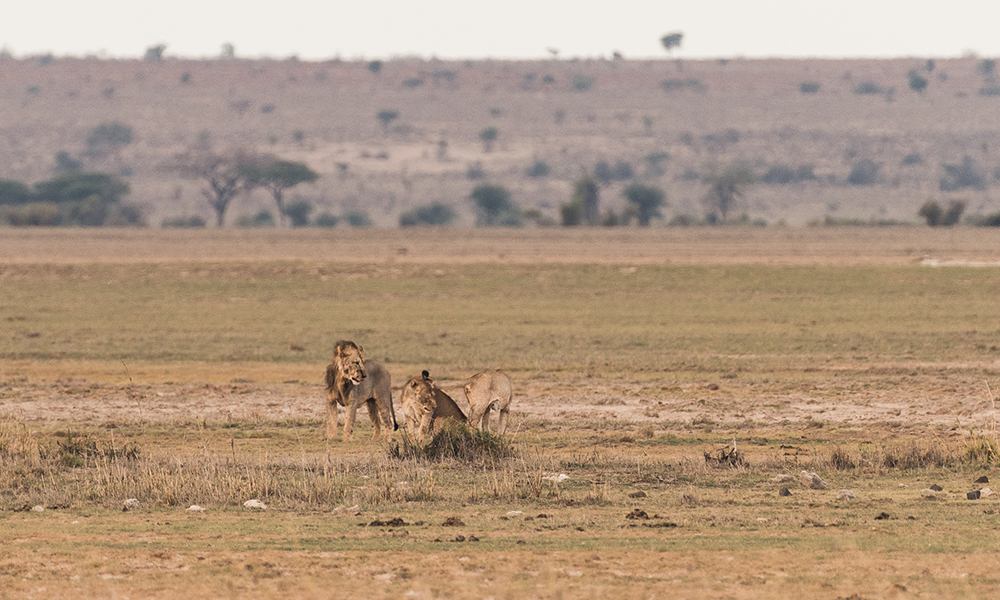 Løver på savannen. Foto: Stian Klo 