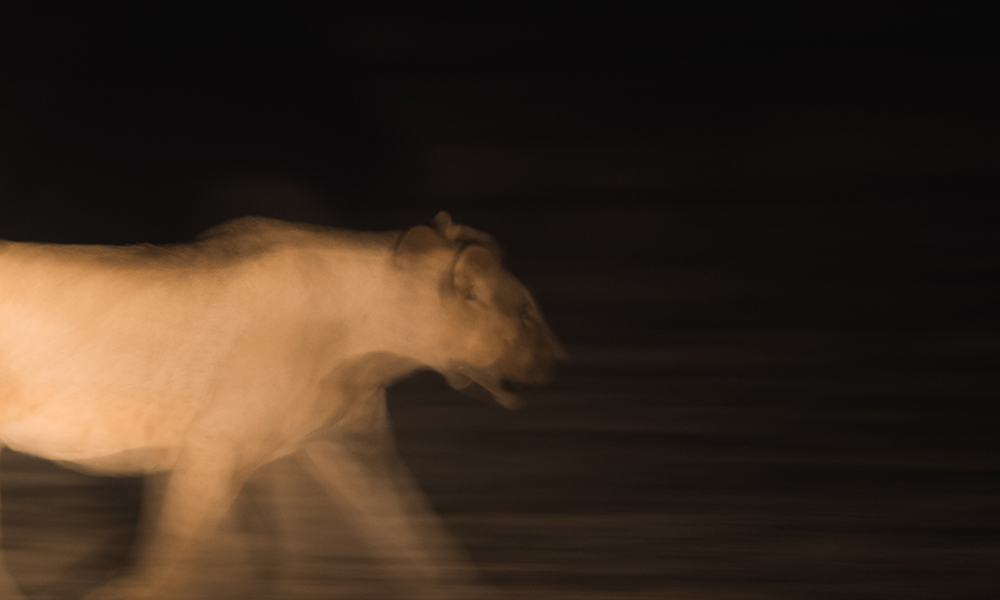 Nattfoto av løve. Foto: Stian Klo