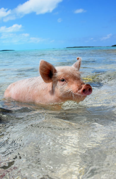 De svømmende grisene på Bahamas er blitt en populær turistattraksjon. Babygrisene er ekstra søte. Foto: Mari Bareksten 