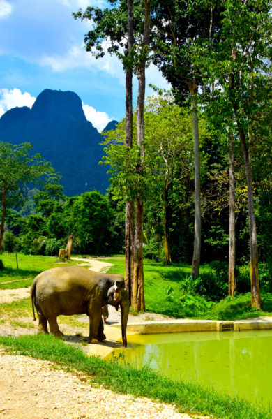 En elefant skal ikke ha stramme og korte lenker rundt føttene. Det slipper elefantene på Elephant Hills som gjerne tar seg en tur i gjørmebadet. Foto: Mari Bareksten