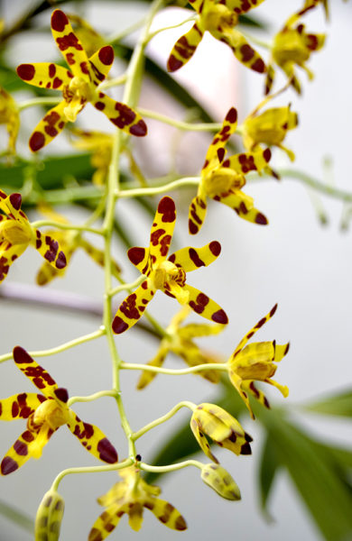 Til og med blomstene på Giraffe Manor er inspirert av det langhalsede dyret. Foto: Mari Bareksten 