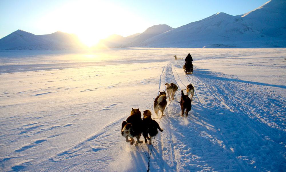 Trekkhundene trives best i kalde minusgrader. Hundekjøring over snøkledde vidder er en fantastisk måte å oppleve det golde men majestetiske landskapet på Svalbard. Foto: Runar Larsen