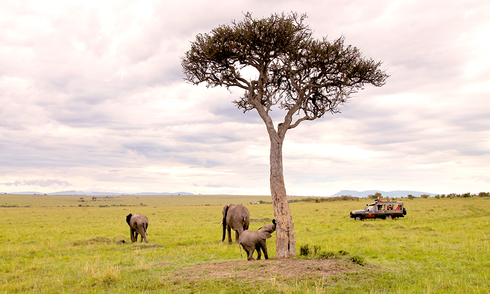 Masai Mara ble kåret til Afrikas ledende nasjonalpark i World Travel Awards 2017, og er et av verdens beste steder for utrolige dyreopplevelser. Foto: Ida Anett Danielsen