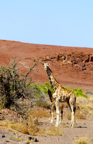 Giraffmamma med barn