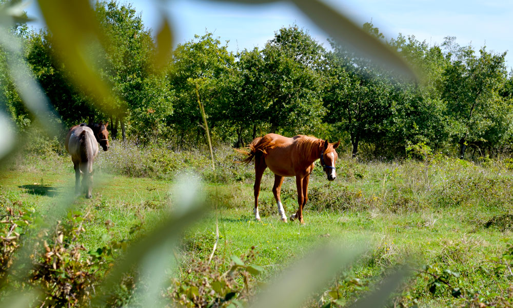 Hester på en grønn eng.
