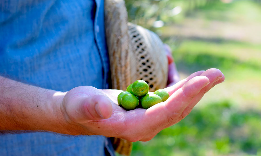 Hånd holder frem oliven.