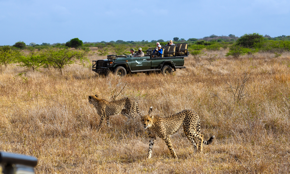 Safaribil og gepard