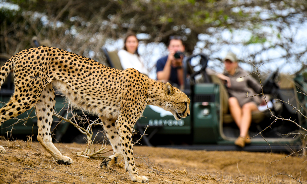 Gepard og safaribil