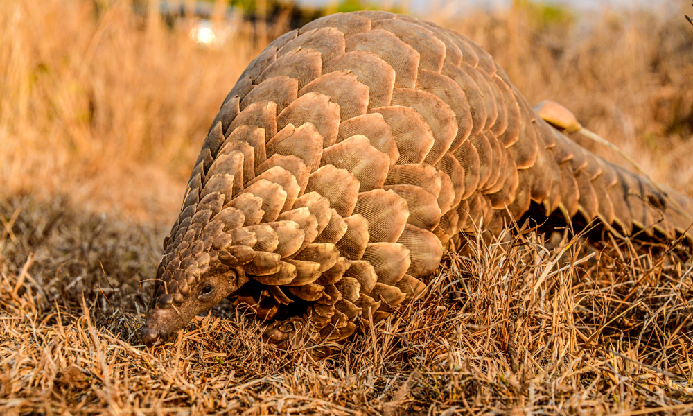 Pangolin