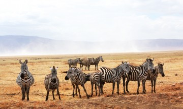 Plassen er begrenset, men hordene av ville dyr er enorme nede i den kollapsede vulkanen Ngorongoro i Tanzania. Foto: Runar Larsen