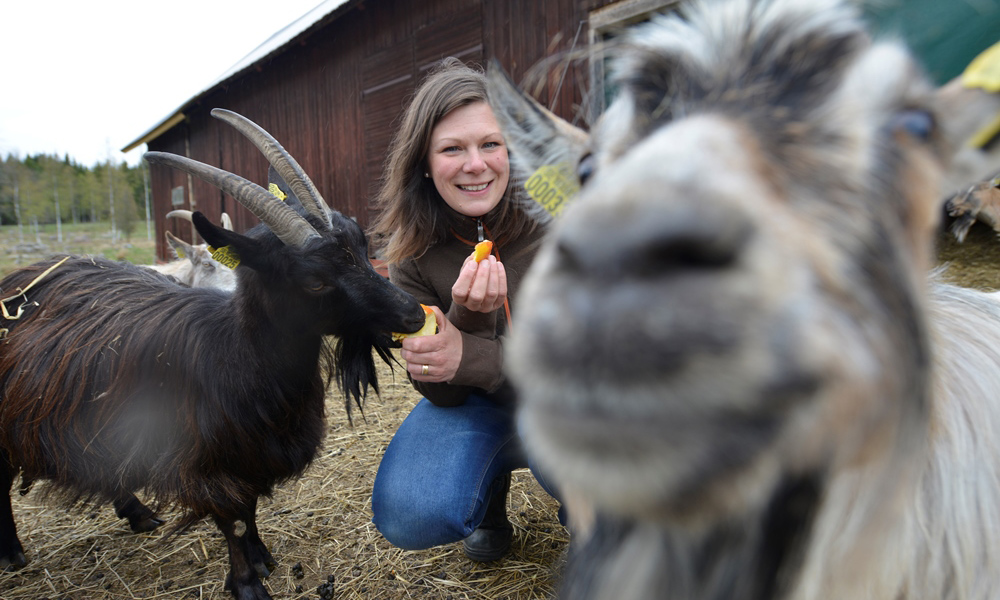 Ifølge Malin Nelson på Fröset er geita Astrid smartere enn alle andre geiter. Foto: Gjermund Glesnes