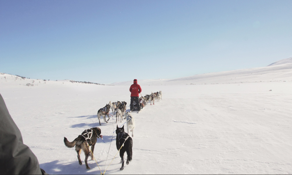 Det tar en time å sele opp og feste hundene til spannet, men når det først er gjort går det unna over løssnøen. Foto: Kjersti Vangerud