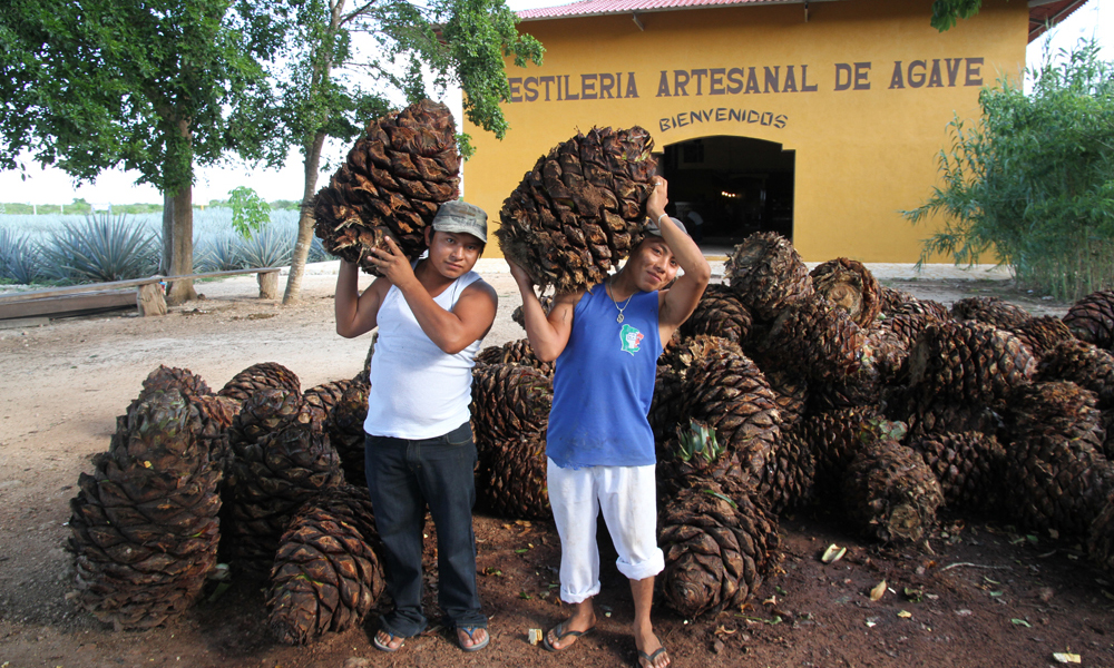 Det er fra den konglelignende rota av agaveplanten det hele starter. Utenfor byen Valladolid kan du bli med på en guidet tur i produksjonen av Mexicos nasjonaldrikk. Og få rikelig med smaksprøver. Foto: Runar Larsen