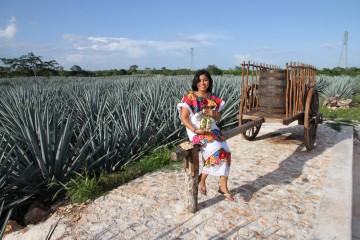 Hver plante kan bli opp mot 80 kilo, og blir til åtte liter tequila hver. Til slutt havner destillerte agavedråper på flaske som Maypan. Foto: Runar Larsen