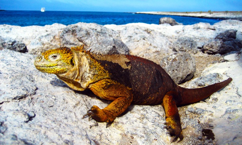 22. De forheksede øyene - Galápagos, Ecuador