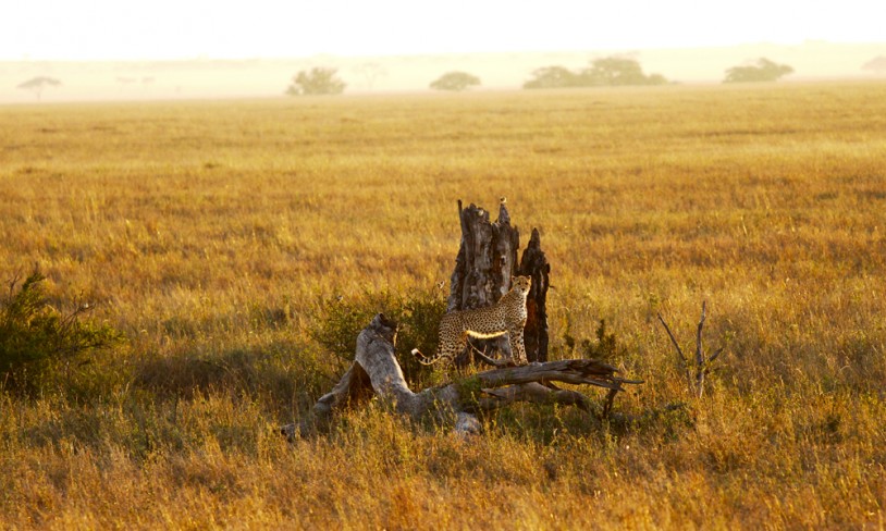 24. Safari i særklasse - Serengeti, Tanzania