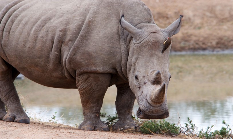 5. Khama Rhino Sanctuary