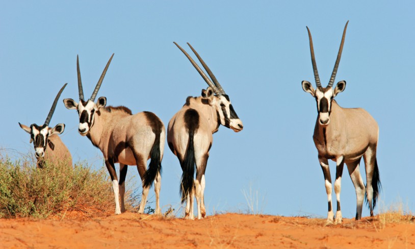 7. Kgalagadi