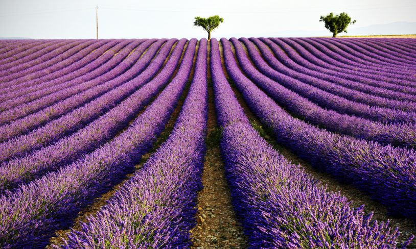 4. Valensole