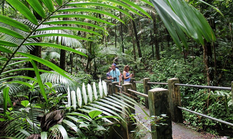 3. Regnskogen El Yunque