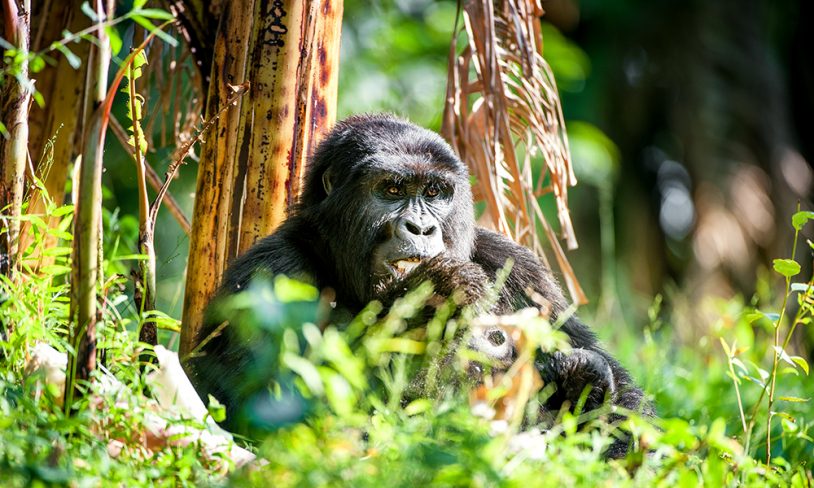 9. Fjellgorillaenes Rwanda