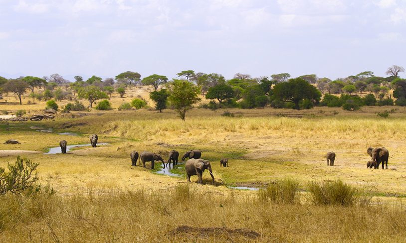 2. Safarisjefen Tanzania