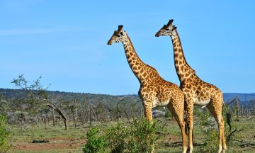 Vakre: Sjiraffene er blant savannens mest elegante skapninger. Foto: Ronny Frimann