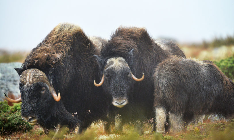 7. Dovrefjell