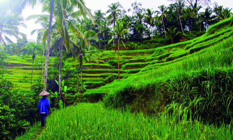 1. Bali