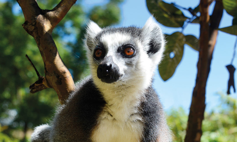 6. Madagaskar