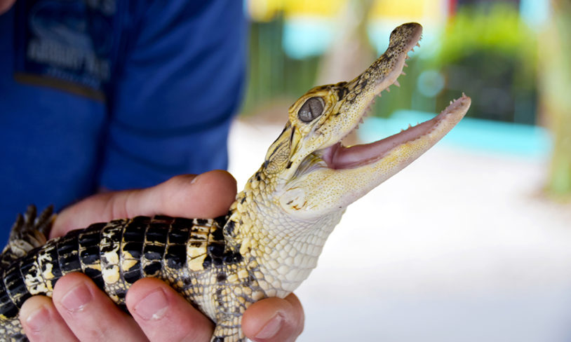 Alligator, Florida